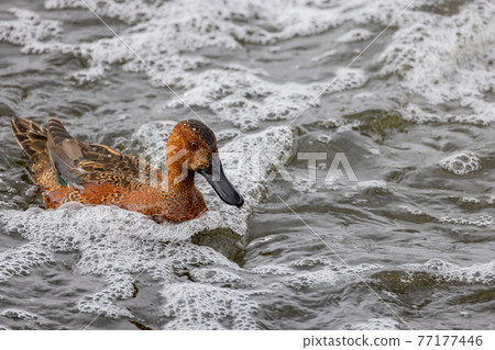 Close up shot of cute Cinnamon teal swimming in a pond Close up shot of cute Cinnamon teal swimming in a pond 77177446