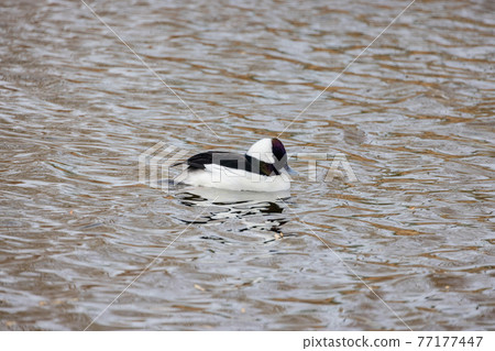 Close up shot of cute Bufflehead swimming in a pond Close up shot of cute Bufflehead swimming in a pond 77177447