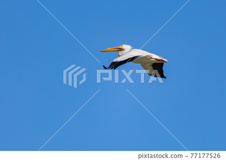 Close up shot of a Pelican flying 77177526