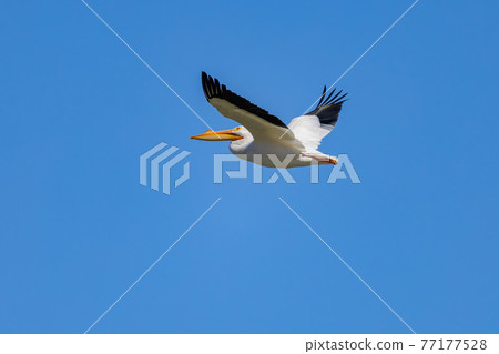 Close up shot of a Pelican flying 77177528