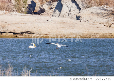 Close up shot of a Pelican flying 77177540
