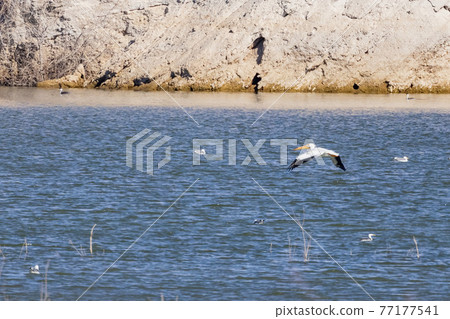 Close up shot of a Pelican flying 77177541