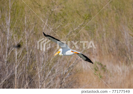 Close up shot of a Pelican flying 77177549