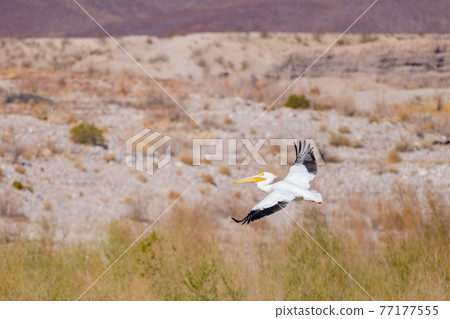 Close up shot of a Pelican flying 77177555
