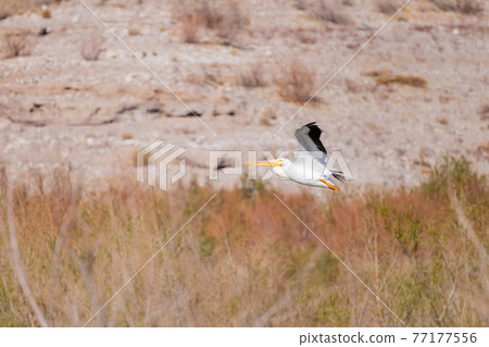 Close up shot of a Pelican flying 77177556