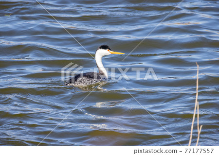 Close up shot of Clark's grebe swimming 77177557