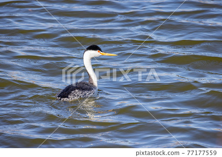 Close up shot of Clark's grebe swimming Close up shot of Clark's grebe swimming 77177559