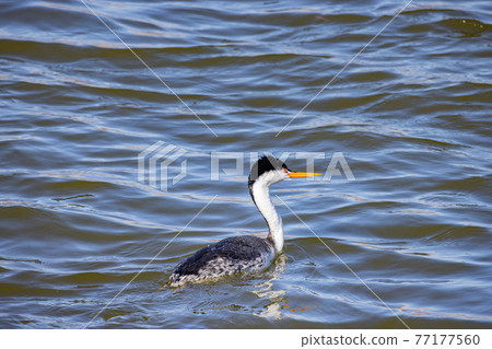 Close up shot of Clark's grebe swimming 77177560