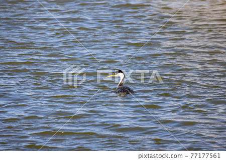 Close up shot of Clark's grebe swimming Close up shot of Clark's grebe swimming 77177561