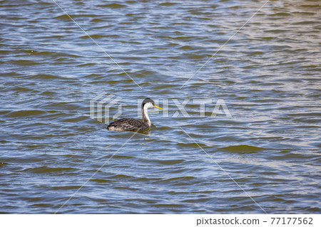 Close up shot of Clark's grebe swimming Close up shot of Clark's grebe swimming 77177562