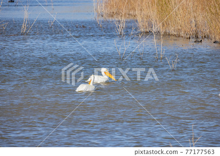 Close up shot of a Pelican swimming in the lake Close up shot of a Pelican swimming in the lake 77177563