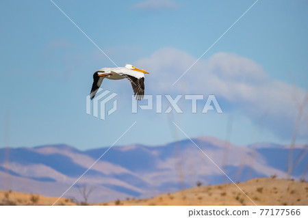 Close up shot of a Pelican flying 77177566