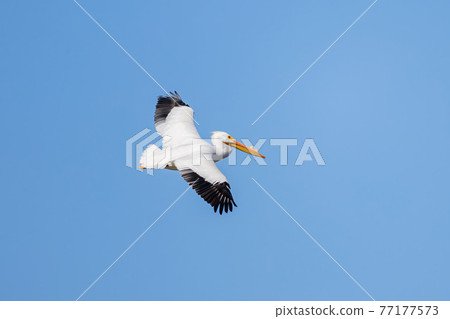 Close up shot of a Pelican flying 77177573