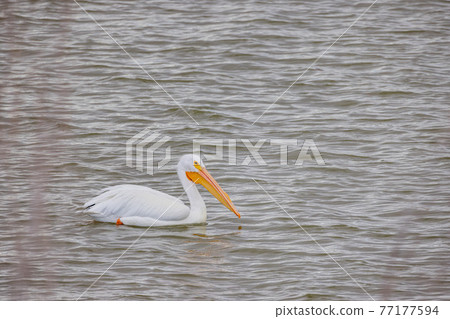 Close up shot of a Pelican swimming in the lake Close up shot of a Pelican swimming in the lake 77177594
