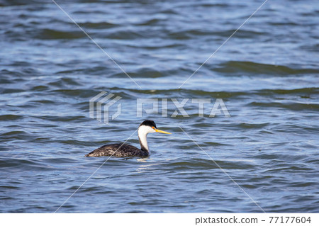 Close up shot of Clark's grebe swimming Close up shot of Clark's grebe swimming 77177604
