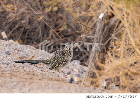 Close up shot of cute Roadrunner on the ground 77177617
