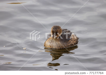Close up shot of cute Pied-billed grebe swimming in a pond 77177764