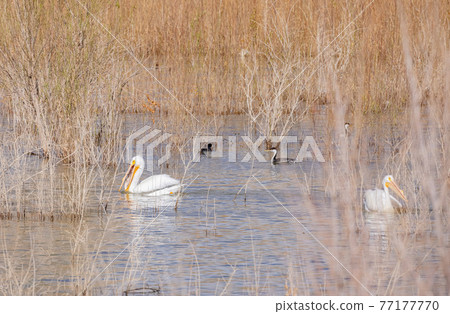 Close up shot of a Pelican swimming in the lake 77177770