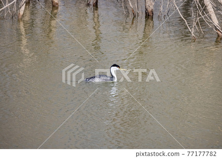 Close up shot of Clark's grebe swimming Close up shot of Clark's grebe swimming 77177782