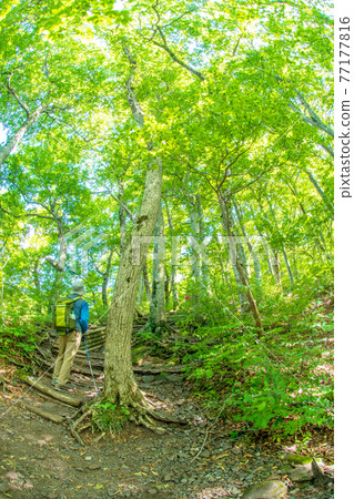 Image of trekking in the fresh green and early summer of Daisen (6th meeting shelter) 77177816