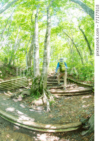 Image of trekking in the fresh green and early summer of Daisen (6th meeting shelter) 77177818