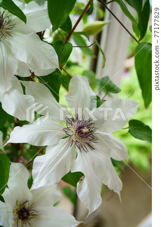 1824 Clematis patens 77177829