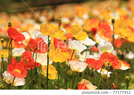 Iceland Poppy 9708 Iceland Poppy 9708 77177952