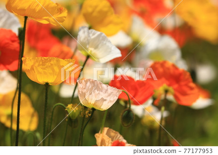 Iceland Poppy 9710 Iceland Poppy 9710 77177953