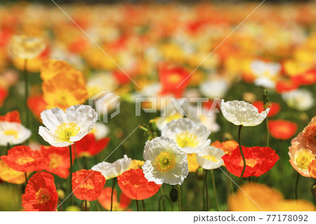 冰島罌粟 9537 冰島罌粟 9537 77178092