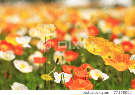 冰島罌粟9539 冰島罌粟9539 77178093