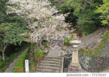 鹿兒島市薩摩吉志紀念碑的櫻花 77178107