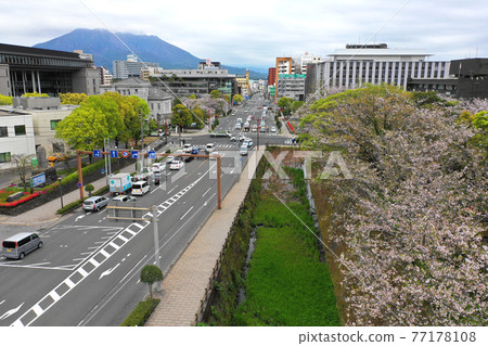 鶴丸城遺址護城河櫻花樹鳥瞰圖 77178108