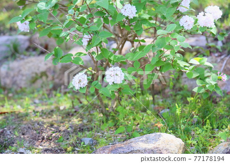 Bivernum Flower Diana 77178194