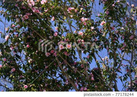Pink camellia 77178244