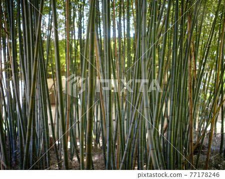  Bamboo grove 77178246