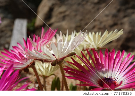 Colorful gerbera 77178326