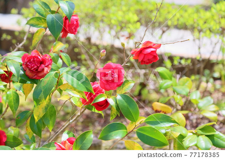 Camellia flower black dragon Camellia flower black dragon 77178385