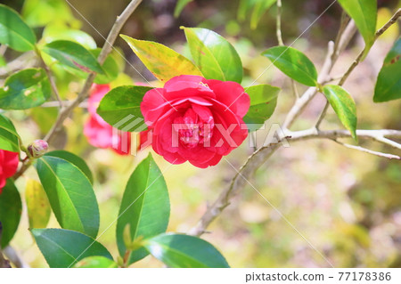 Camellia flower black dragon Camellia flower black dragon 77178386