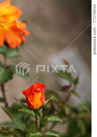 Playboy rose flower buds and raindrops Playboy rose flower buds and raindrops 77178418