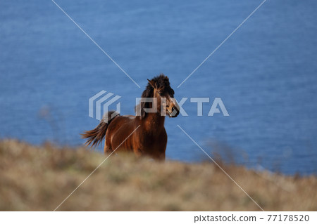 志布士灣在土井岬的海角馬身後蔓延開來 77178520