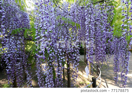 奈良Manyo植物園的富士 奈良Manyo植物園的富士 77178875