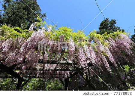 奈良Manyo植物園的富士 77178998