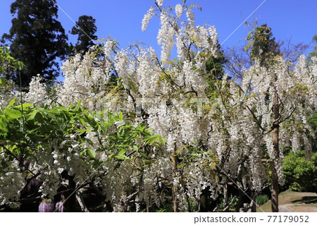 奈良Manyo植物園的富士 奈良Manyo植物園的富士 77179052