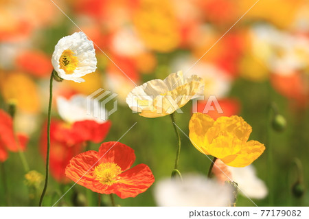 冰島罌粟 9457 77179082