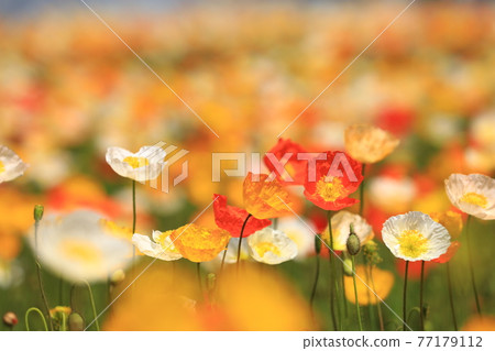 Iceland Poppy 9514 Iceland Poppy 9514 77179112