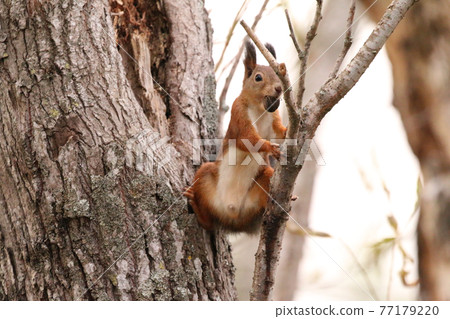 Male Ezoris climbing a tree by adding nuts and spreading the crotch 77179220