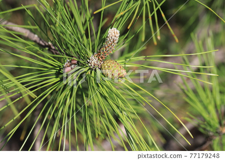 Black pine sprout Black pine sprout 77179248
