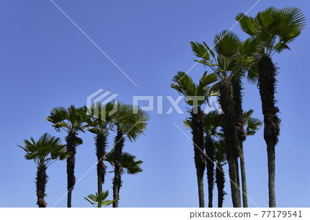 Trees and blue sky 10 Trees and blue sky 10 77179541