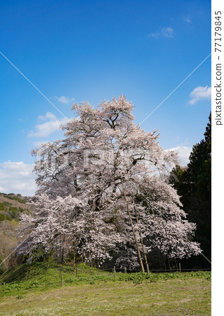Komazakura in Kawamata Town in full bloom Komazakura in Kawamata Town in full bloom 77179845