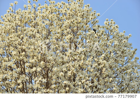 Yulan magnolia in Fukaya Green park 77179907